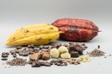 Cyril Chocolaterie - Samrée - Fèves de cacao