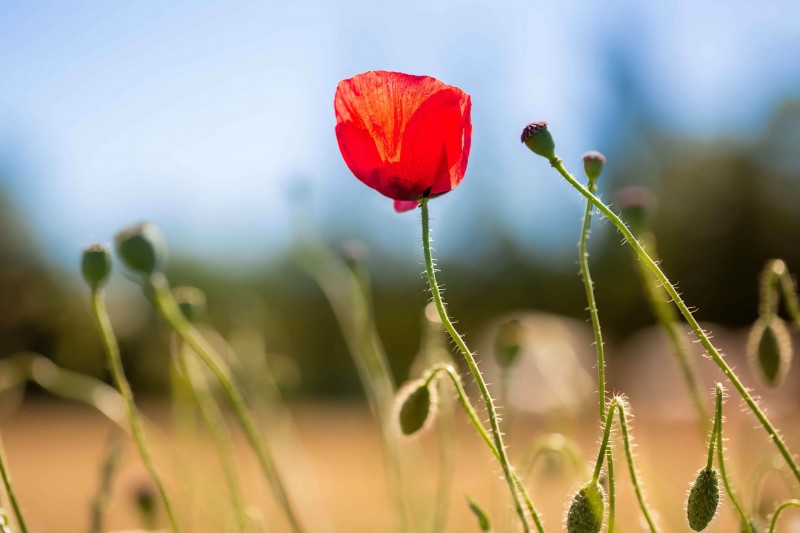 In the land of the poppies - Circuit - Land of Memory | © freepik - wirestock